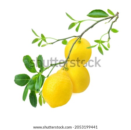 Lemon on tree branch with green leaves isolated on white background. 