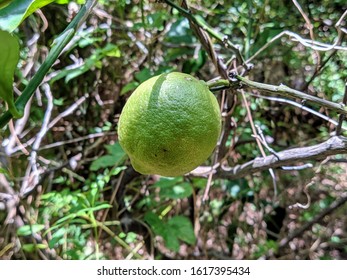 Patio Lemon Tree Images Stock Photos Vectors Shutterstock