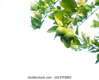 Lemon On The Tree With White Background