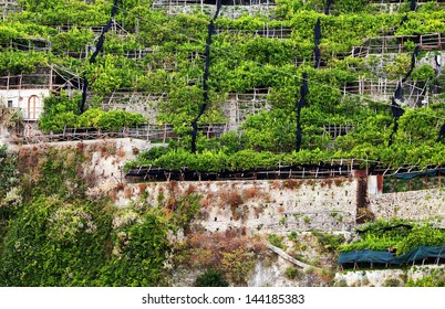 Lemon Orchard On The Amalfi Coast, Italy, Europe