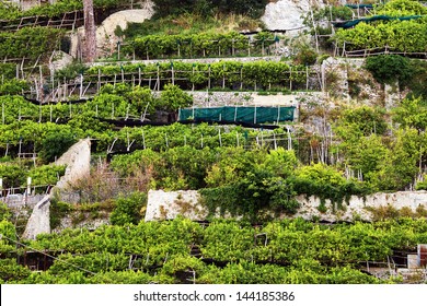 Lemon Orchard On The Amalfi Coast, Italy, Europe