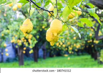 Lemon Orchard In The South Of Italy