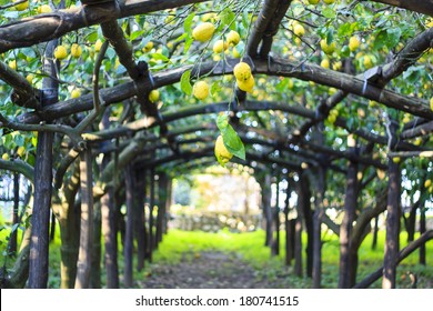 Lemon Orchard In The South Of Italy