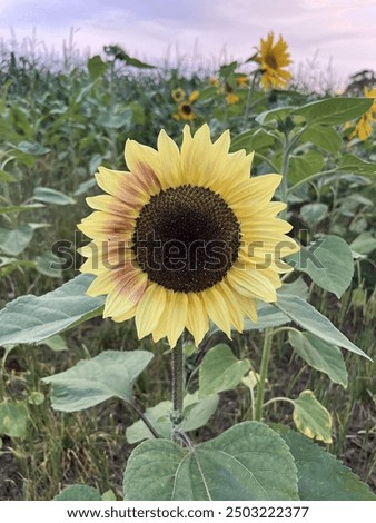 Lemon and pink sunflower in sunflower patch 
