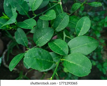 Lemon Plant Leaves With Small Thorns