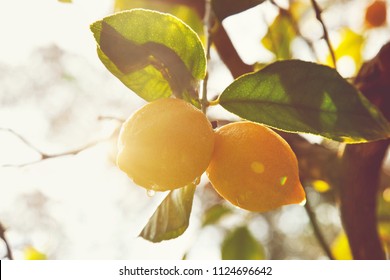 Lemon. Ripe Lemons hanging on tree. Growing Lemon - Powered by Shutterstock