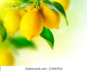 Lemon. Ripe Lemons hanging on a lemon tree. Growing Lemon - Powered by Shutterstock