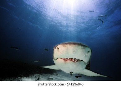 2,191 Lemon shark Images, Stock Photos & Vectors | Shutterstock