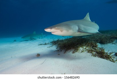 Lemon Shark