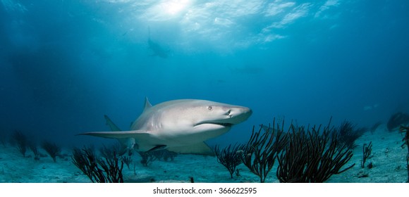 Lemon Shark