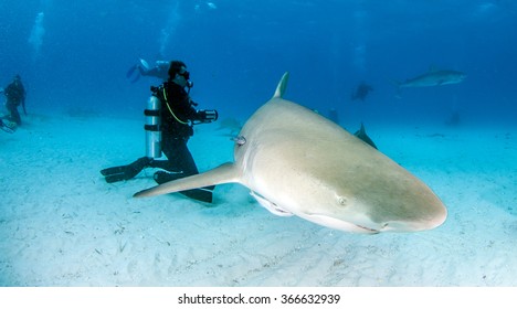 Lemon Shark