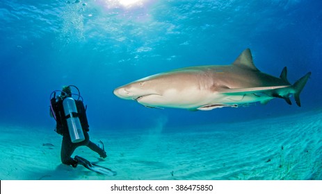 Lemon Shark