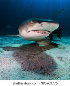 Lemon Shark