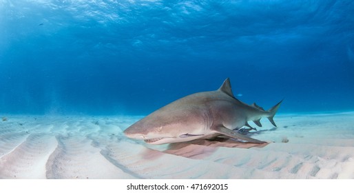 Lemon Shark