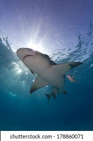 Lemon shark in the Bahamas with Magic Light