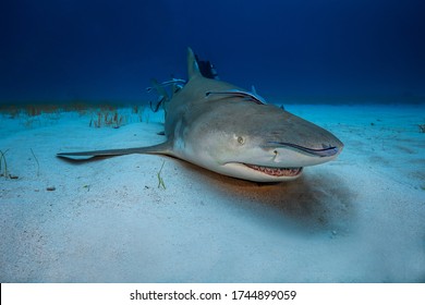 Lemon Shark At A Cleaning Station