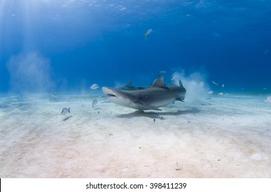 Lemon Shark Eating Fish In Clear Blue Water.