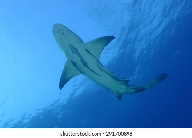 Lemon Shark (Negaprion Brevirostris)