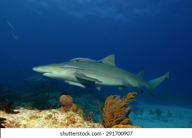 Lemon Shark (Negaprion Brevirostris)