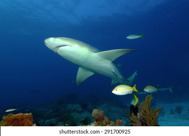 Lemon Shark (Negaprion Brevirostris)