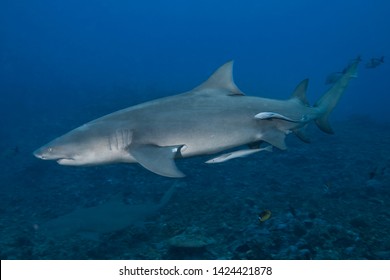 Lemon Shark (Negaprion Brevirostris) Of Moorea Island.