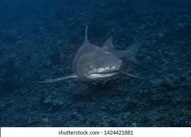 Lemon Shark (Negaprion Brevirostris) Of Moorea Island.