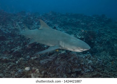 Lemon Shark (Negaprion Brevirostris) Of Moorea Island.