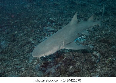 Lemon Shark (Negaprion Brevirostris) Of Moorea Island.