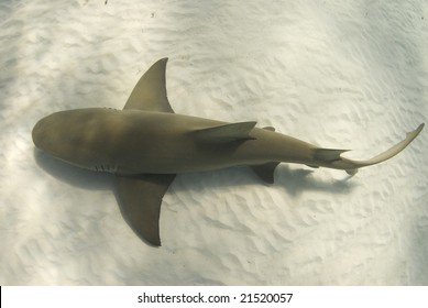 A Lemon Shark (Negaprion Brevirostris) Passes Underneath Along The Ocean Floor