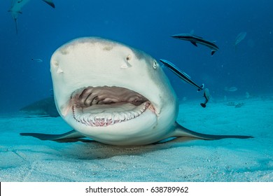 Lemon Shark With Open Mouth On Sand Bottom