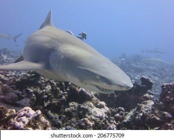 Lemon Shark, Scuba Diving Tahiti.