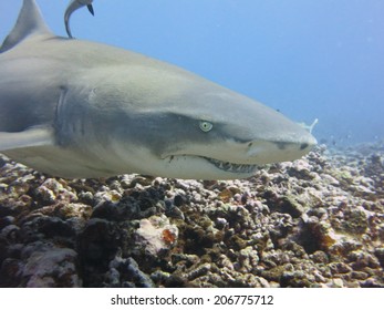 Lemon Shark, Scuba Diving Tahiti