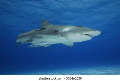 2,191 Lemon shark Images, Stock Photos & Vectors | Shutterstock