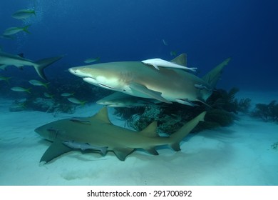 Lemon Sharks (Negaprion Brevirostris)