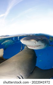 Lemon Sharks (Negaprion Brevirostris) At The Surface, Split Shot. Tiger Beach, Bahamas