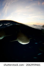 Lemon Sharks (Negaprion Brevirostris) At The Surface, Sunset Split Shot. Tiger Beach, Bahamas