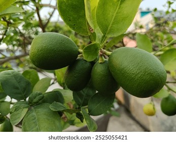 The lemon is a species of small evergreen tree in the flowering plant family Rutaceae, native to Asia, primarily Northeast India, Northern Myanmar, and China. - Powered by Shutterstock