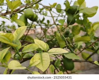 The lemon is a species of small evergreen tree in the flowering plant family Rutaceae, native to Asia, primarily Northeast India, Northern Myanmar, and China. - Powered by Shutterstock