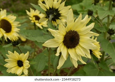 Lemon Striker Sunflowers in Garden