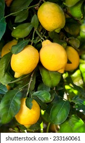 Lemon Tree