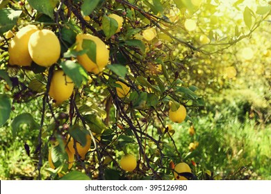 Lemon Tree