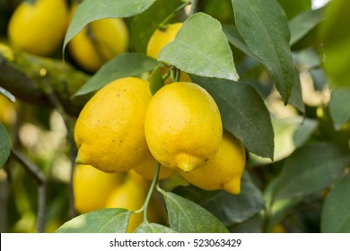 Lemon Tree