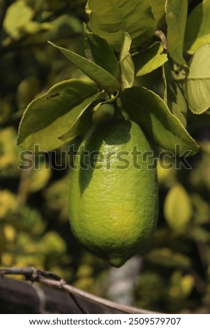 a lemon from a tree