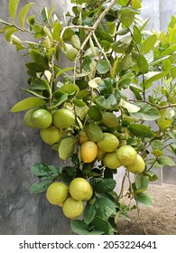 Lemon Tree From The Backyard