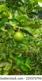 Lemon Tree In The Backyard