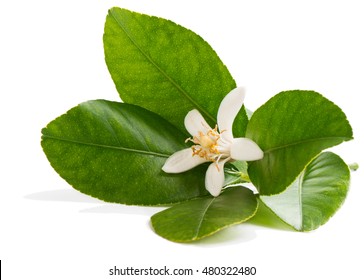 Lemon Tree Blossom, Citrus Flower Isolated On White Background.