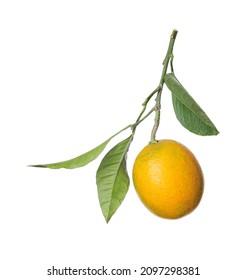 Lemon Tree Branch With Fruit And Leaves On White Background