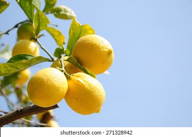 Lemon Tree Branch Full Of Fruits