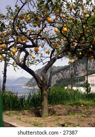 Lemon Tree Capri, Italy