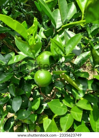 Lemon tree, Citrus limon Burm.,fruit,  檸檬樹 商業照片 © 